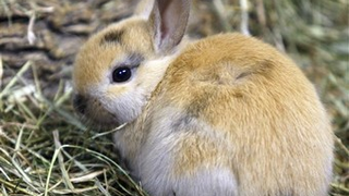 Mean Environmentalists: Eat Your Pets